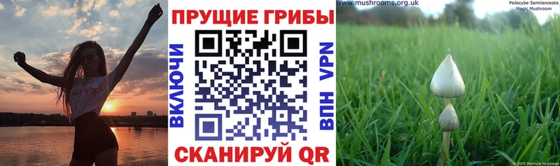 Купить закладки  Луховицы  Псилоцибиновые грибы MAGIC MUSHROOMS 